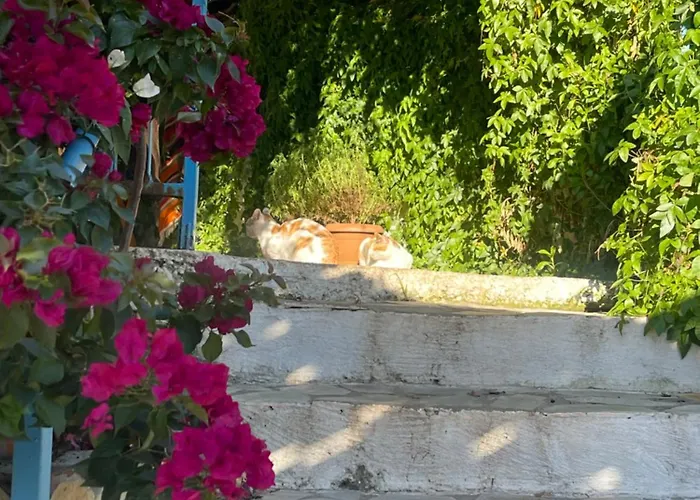 Soeguet Erol Koey Evi Dom wakacyjny